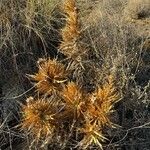 Carthamus arborescens Hábito