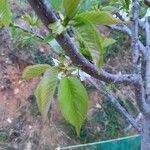 Prunus cerasus List