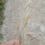 Avena sterilis Blad