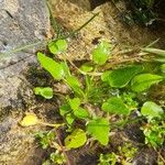 Ranunculus ophioglossifolius Feuille