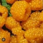 Rubus ellipticus Fruit