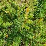 Vachellia hockii Leaf