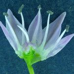 Allium lemmonii Flower