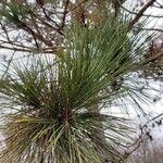 Pinus resinosa Лист