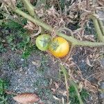 Lycopersicon esculentumPlod