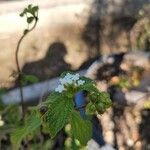 Lantana achyranthifolia ᱵᱟᱦᱟ