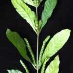 Justicia refractifolia Otro