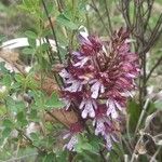 Orchis × hybrida Flower
