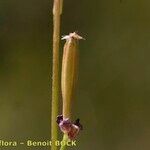 Triglochin palustris Φρούτο