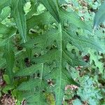 Cirsium alsophilum Leaf