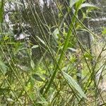 Verbena litoralis Leaf