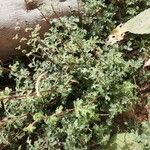 Pelargonium quercifolium Leaf