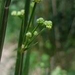 Scirpoides holoschoenus 花