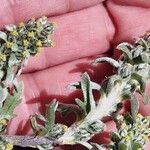 Artemisia genipi Flower