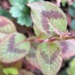 Persicaria capitata Fuelha