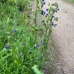 Commelina tuberosa 整株植物