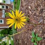 Silphium terebinthinaceum花