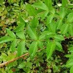 Aralia hispida Leaf