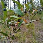 Elaeocarpus reticulatus Blatt