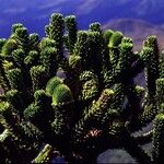 Araucaria muelleri Агульны выгляд