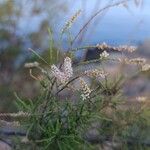 Tamarix canariensis Flower