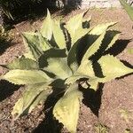 Agave shaferi Blad