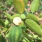 Ziziphus rivularis Fruit