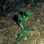 Eryngium foetidum অভ্যাস