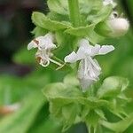 Ocimum basilicum Blüte