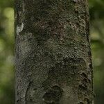 Micropholis obscura 樹皮