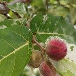 Ficus aspera Fruit