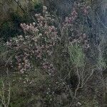 Erica australis Maua