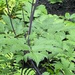 Actaea elata Leaf