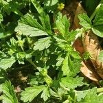 Potentilla supina Leaf