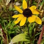 Rudbeckia trilobaFlower