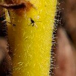 Orobanche gracilis Corteza