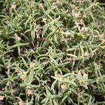 Delosperma harazianum Flor