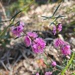 Hypocalymma robustum Flor