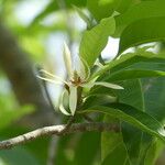 Magnolia × alba Fuelha