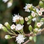 Ageratina riparia Květ