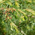 Juniperus communisFlower