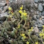 Sedum urvillei Flower