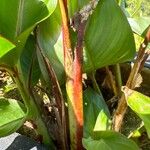 Heliconia stricta Schors