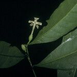 Brunfelsia guianensis Fuelha