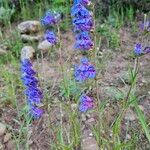 Penstemon speciosusFlower