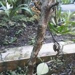 Evodia hortensis Corteza