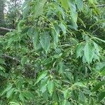 Prunus serotina 叶
