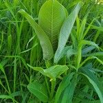 Asclepias latifolia ᱛᱟᱦᱮᱸ