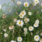 Erigeron karvinskianus പുഷ്പം