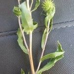 Grindelia squarrosa Fuelha